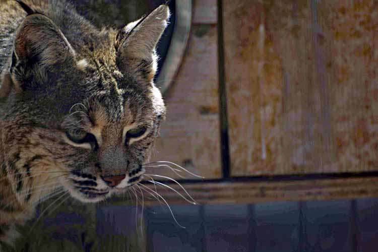 bobcat